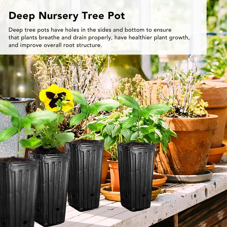hanging chinese money plant Hanging Basket Pilea Peperomioides – Dahing Plants main image 1