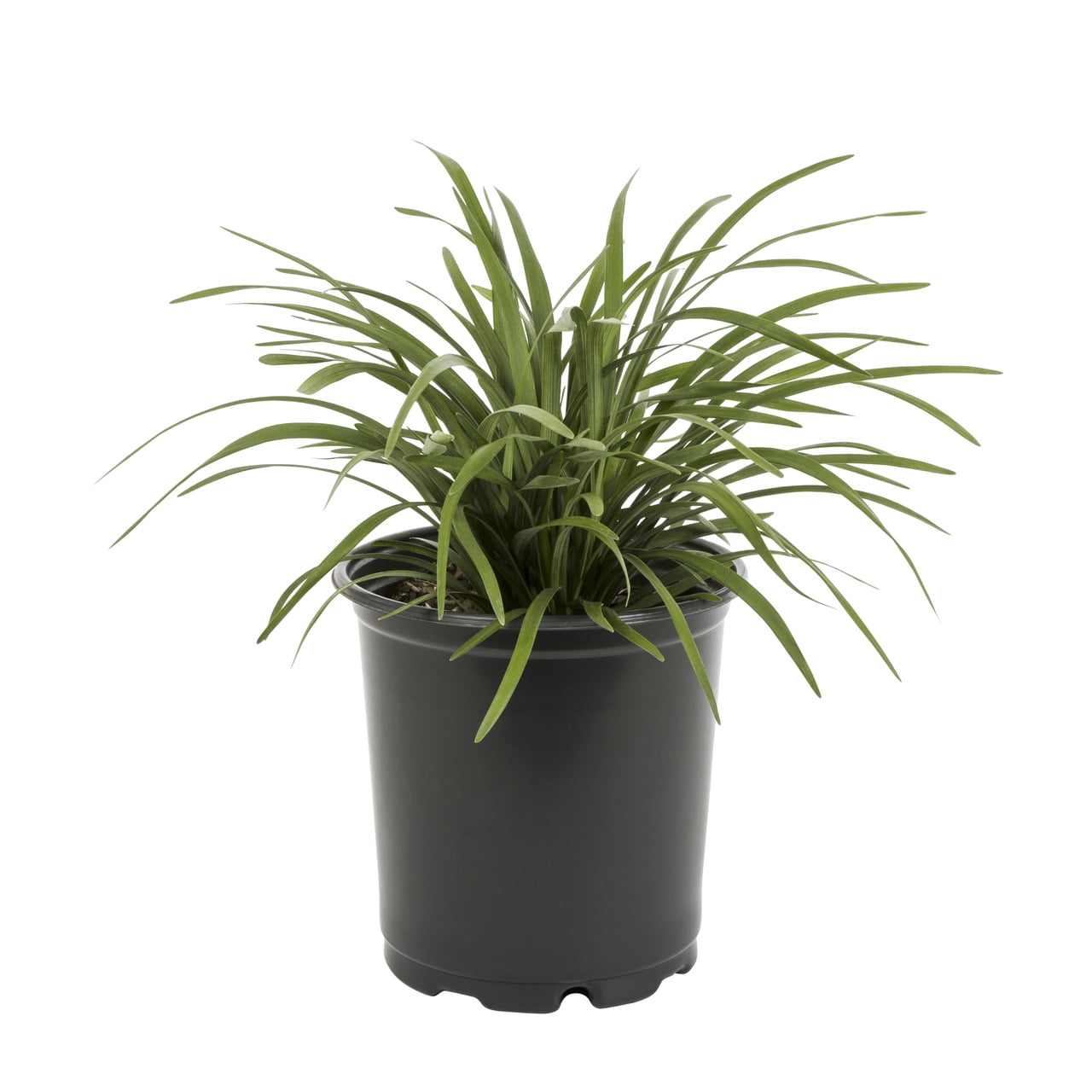 Expert Gardener 2QT Green Liriope Live Perennial Plant Sun 3-Pack