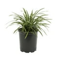 thumbnail image 2 of Expert Gardener 2.5QT Green Liriope Live Perennial Plant Sun 3-Pack, 2 of 5