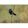 thumbnail image 2 of Jones, Adam 24x17 Gold Ornate Wood Framed with Double Matting Museum Art Print Titled - Common grackle, 2 of 4