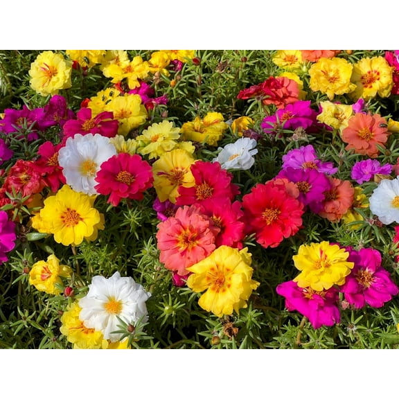 3,000 Moss Rose Seeds - Succulent, Heat & Drought Tolerant Ground Cover Plant Mix - Portulaca grandiflora