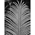 thumbnail image 2 of Phillip, Jamie 12x14 Black Ornate Wood Framed with Double Matting Museum Art Print Titled - Tropical Palm 2, 2 of 4