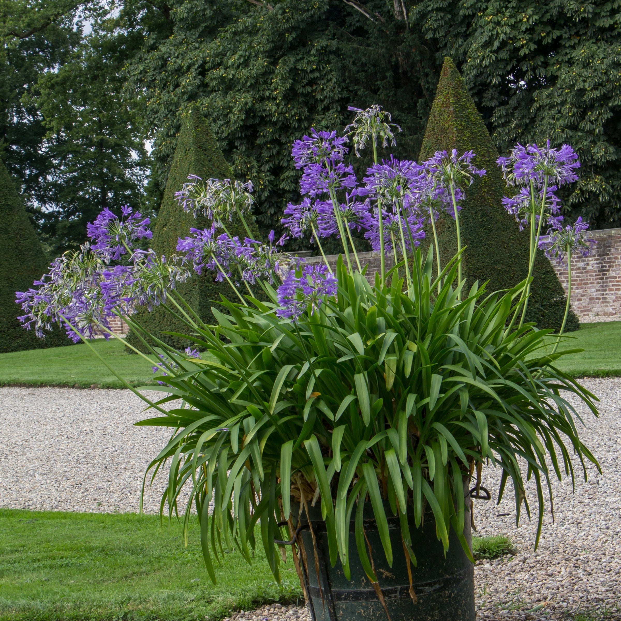 National Plant Network 1 gal Agapanthus Live Perennial Plant Full Sunlight with Purple Flowers