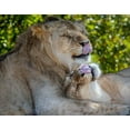 thumbnail image 2 of Richardson, Larry 32x26 White Modern Wood Framed Museum Art Print Titled - Two young lions trade licks at a local zoo, 2 of 4