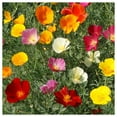 thumbnail image 2 of Everwilde Farms - 1 lb Mixed California Poppy Garden Flower Seeds - Gold Vault Bulk Seed Packet, 2 of 3