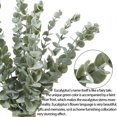 thumbnail image 5 of 12pack Eucayptus Stems Real Touch Leaf Fake Greenery Decor Plastic Artifical Plants Faux Eucalyptus Leaves Wedding Bouquet Dining Table Centerpiece Home Decor (Green) A, 5 of 5