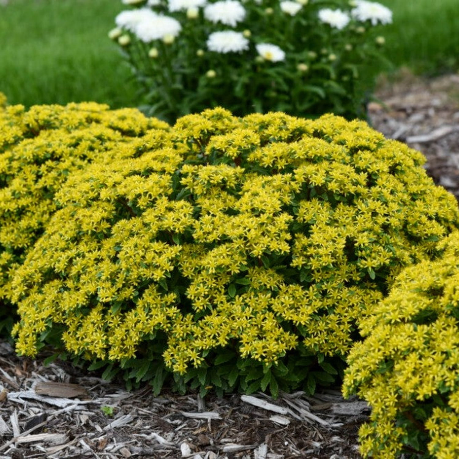 Proven Winners 6" Yellow Rock 'N Round 'Bright Idea' Stonecrop Live Plant in 6.5" Pot