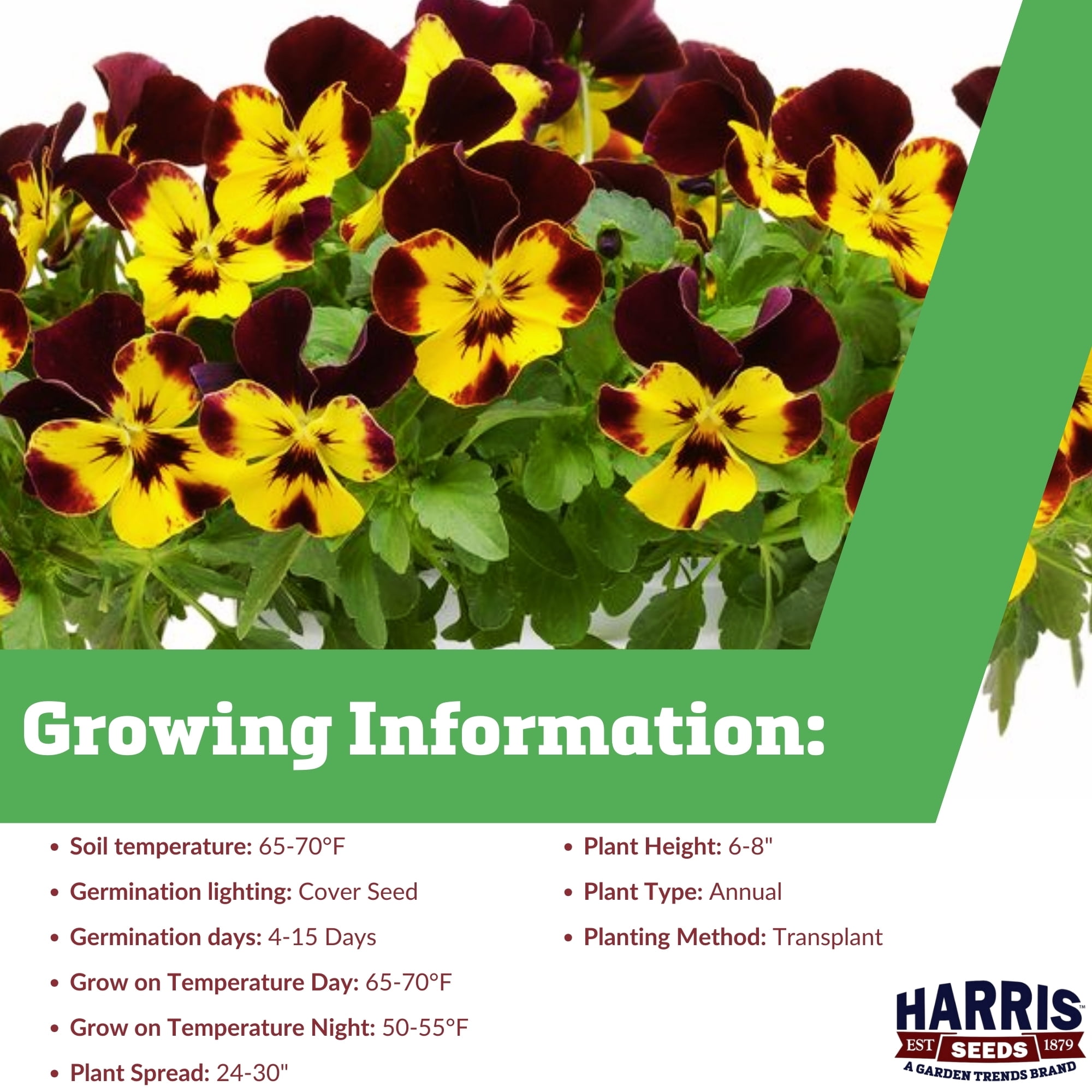 Harris Seeds - Cool Wave Fire Pansy Seeds - Great for Hanging Baskets - 100 Seeds