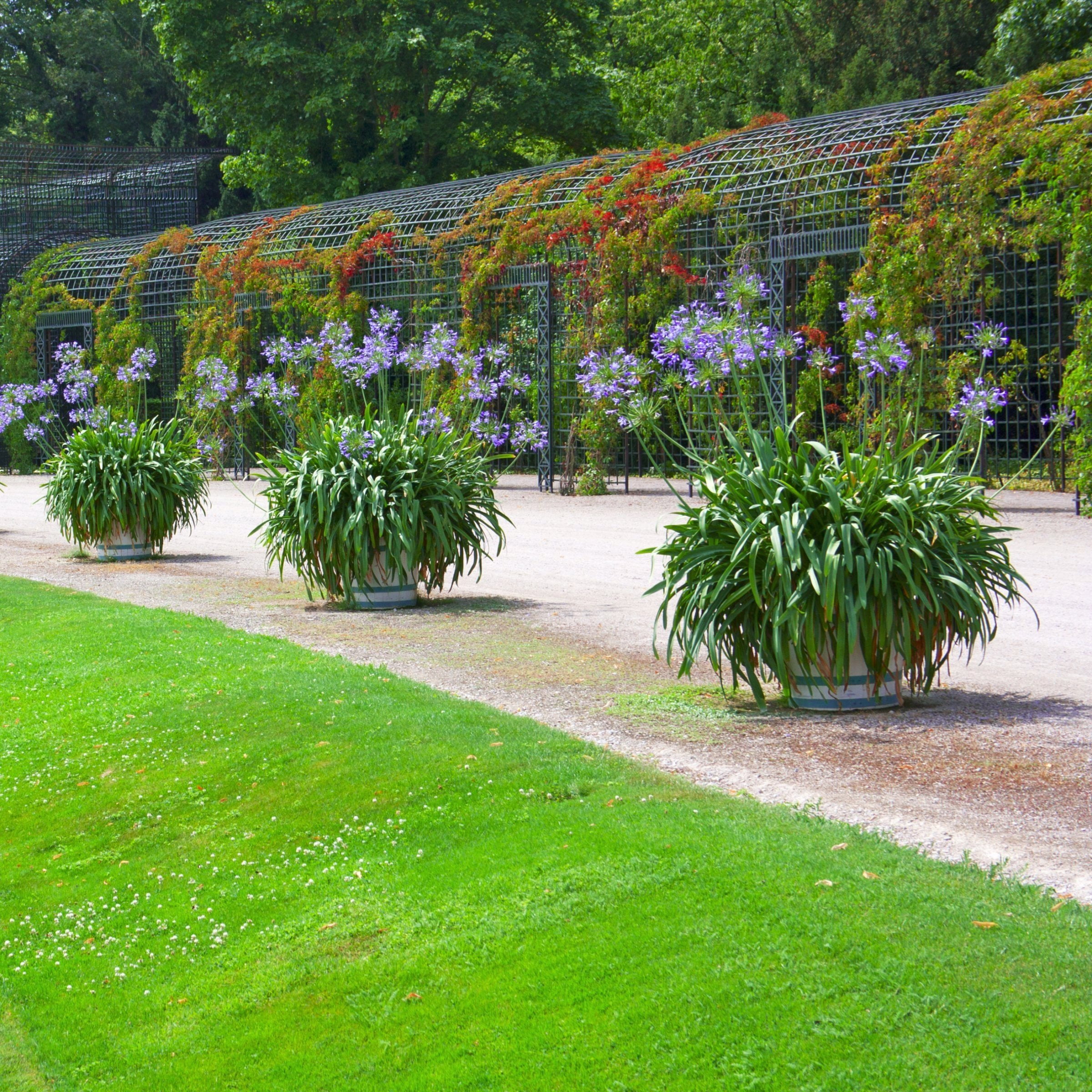 National Plant Network 1 gal Agapanthus Live Perennial Plant Full Sunlight with Purple Flowers
