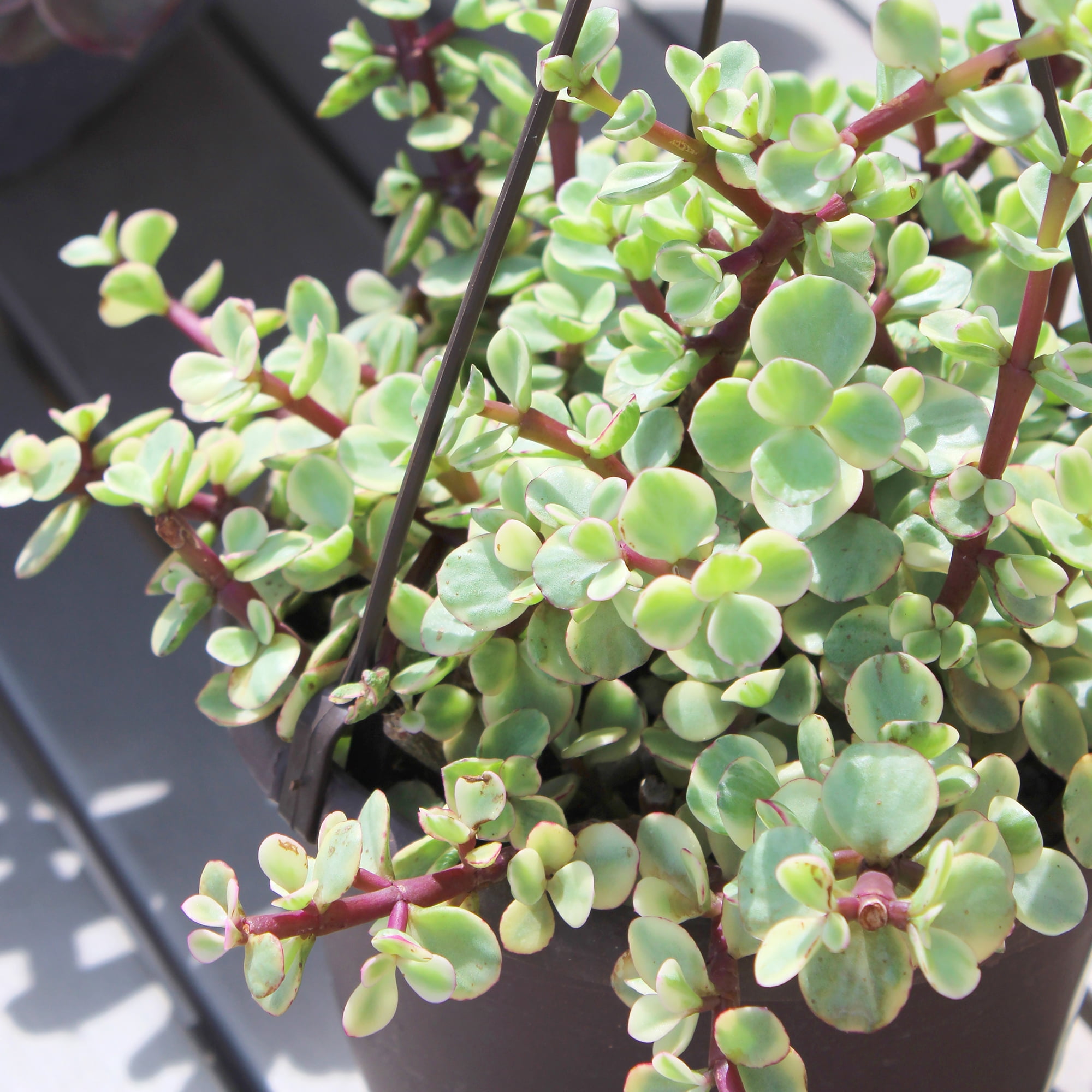 Element by Altman Plants Variegated Portulacaria Pet Safe Plant, 6" Live Succulent Hanging Basket