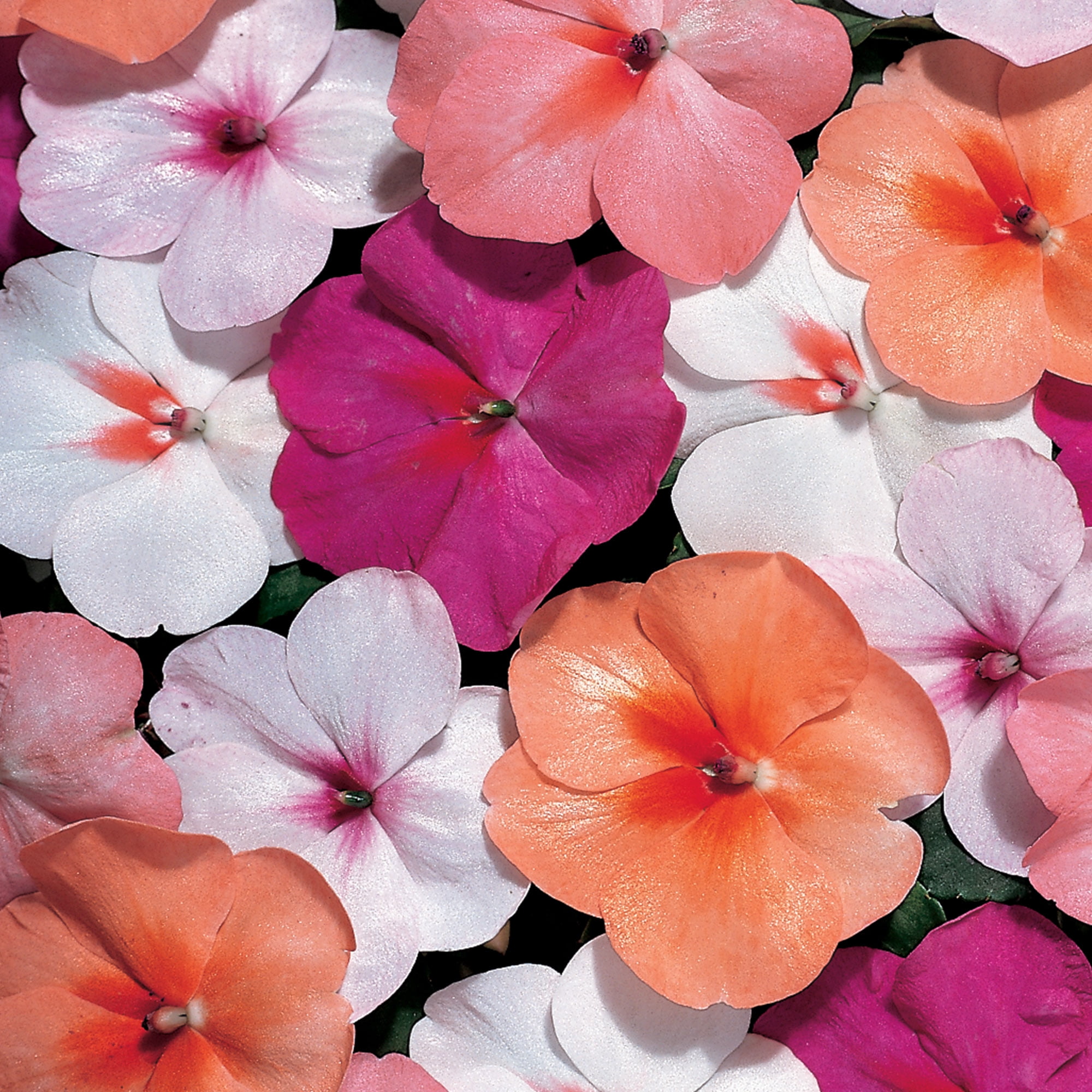 Burpee Country Romance Mixed Colors Hollyhock Flower Seed, 1-Pack, Perennial Flower