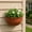 Brown, variant on Tuscom 5Pcs Semi-Circular Wall Mounted Planter, Plastic Hanging Flower Pot with Drainage Holes, Lightweight Wall Planter for Herbs s, Indoor Outdoor Garden Decor, 5.31x2.75in