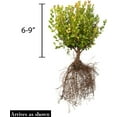 thumbnail image 4 of Direct Gardening Green Mountain Boxwood Hedge Shrub Dormant Bare Root Plant Starter Kit, 50-Pack, 4 of 4