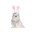 thumbnail image 5 of TETOU Cute Costume Bunny Rabbit Hat with Ears for Cats & Small Dogs Party Costume Easter & Halloween Pet Accessory Headwear, 5 of 7