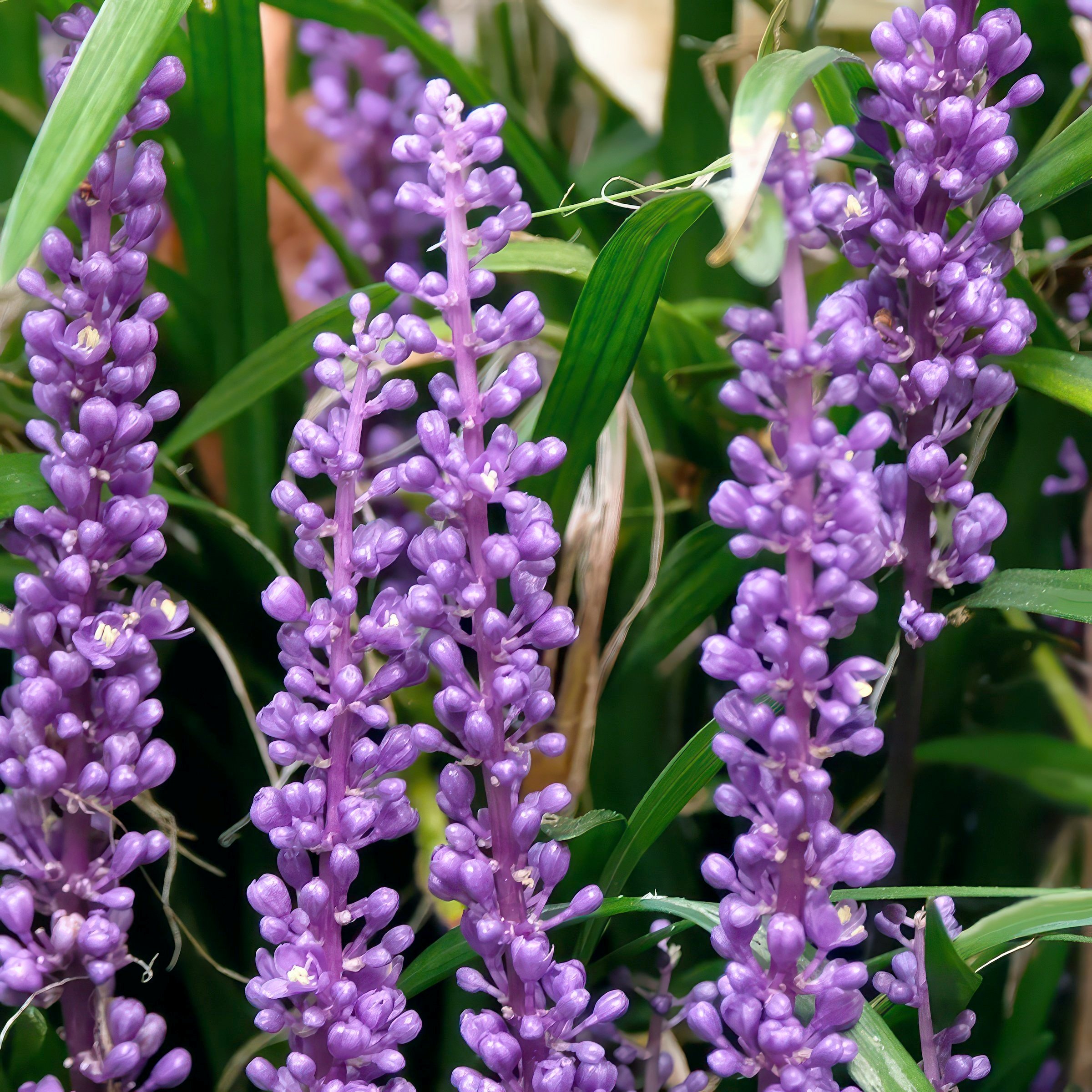 National Plant Network 1 gal. Liriope Big Blue Grass