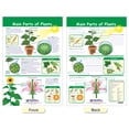 thumbnail image 6 of All About Plants Bulletin Board Chart Set – Set of 5, 6 of 9