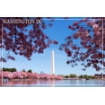 thumbnail image 4 of Washington Monument & Cherry Blossoms - Washington DC - Lantern Press Photography (36x24 Giclee Art Print, Gallery Framed, Black Wood), 4 of 4