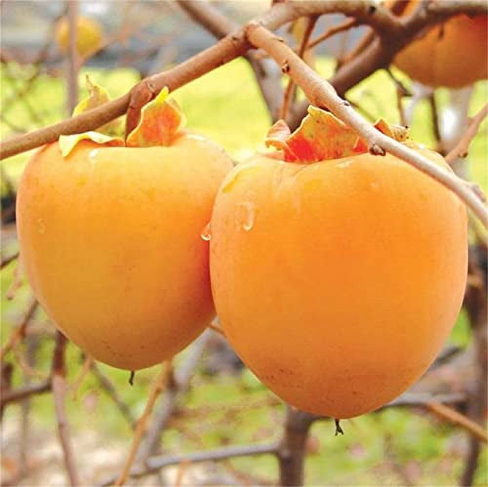 Natural Fruit Seeds Persimmon Tree Seeds 10Pcs Persimmon Seeds - image 3 of 3
