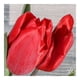 thumbnail image 3 of Tulipán en maceta 6 pulgadas, 3 of 4