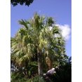 thumbnail image 4 of 10 Hardy SABAL PALM TREE Cabbage Palmetto Flower Seeds, 4 of 5