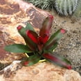 thumbnail image 6 of Altman Plants Neoregelia Magali | Bromeliad Houseplant & Perennial | 4qt. Grow Pot; Indirect Light, 6 of 8