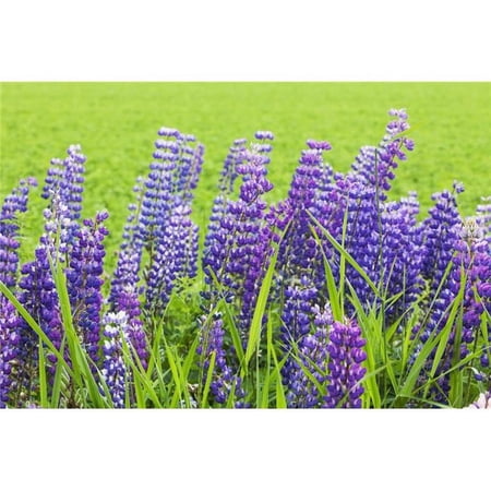 Purple Lupines - Thunder Bay, Ontario, Canada Poster Print, 38 x 26 - Large