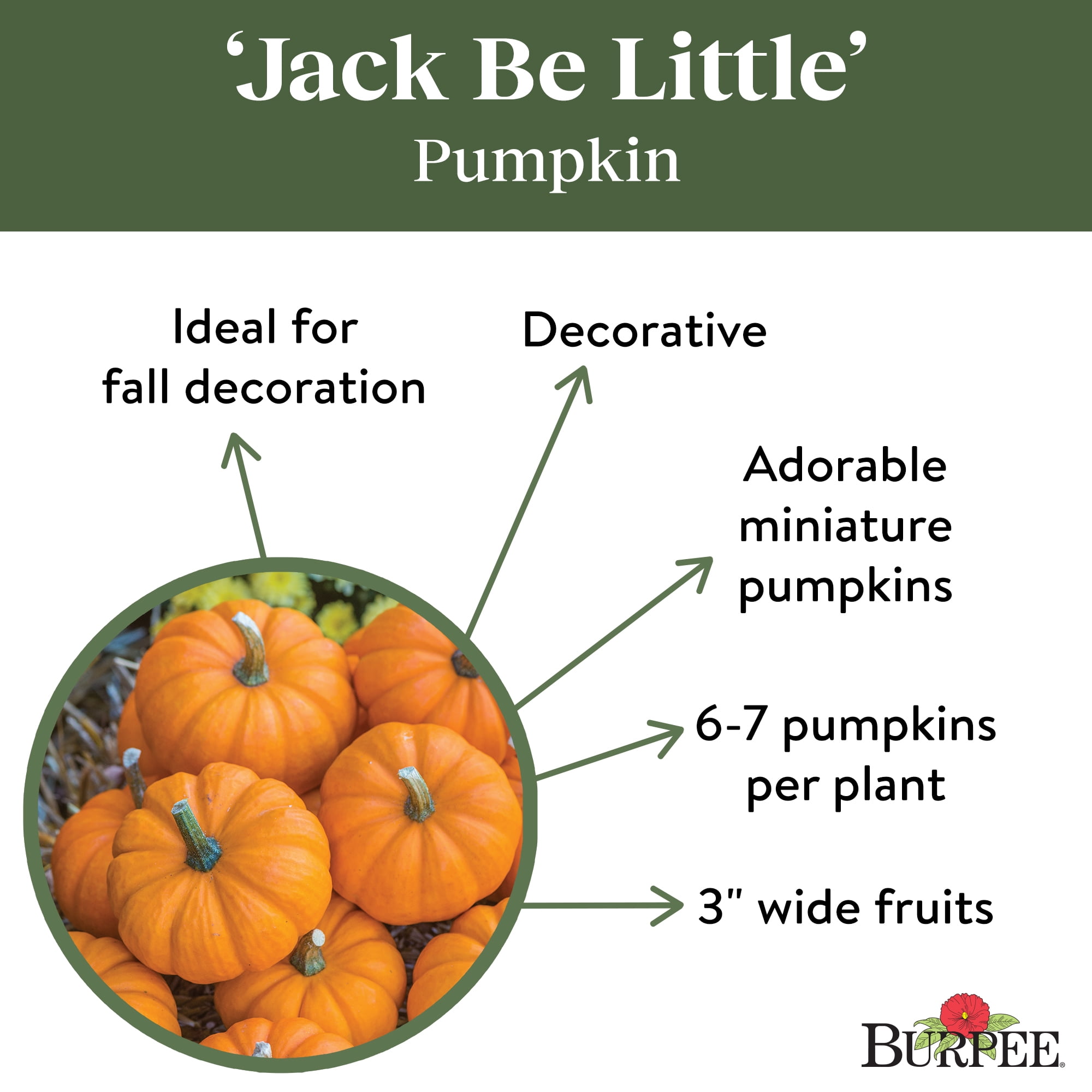 Burpee Jack Be Little Pumpkin Vegetable Seed, 1-Pack