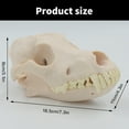 thumbnail image 5 of Yokua Dog Skull Model Realistic Dog Skeleton Head Model Realistic Dog Head Bone, 5 of 11