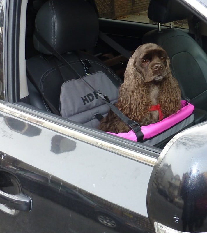 hdp deluxe lookout dog