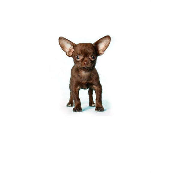 Small Chihuahua Standing T-Shirt Women -Image by Shutterstock, Female x-Large