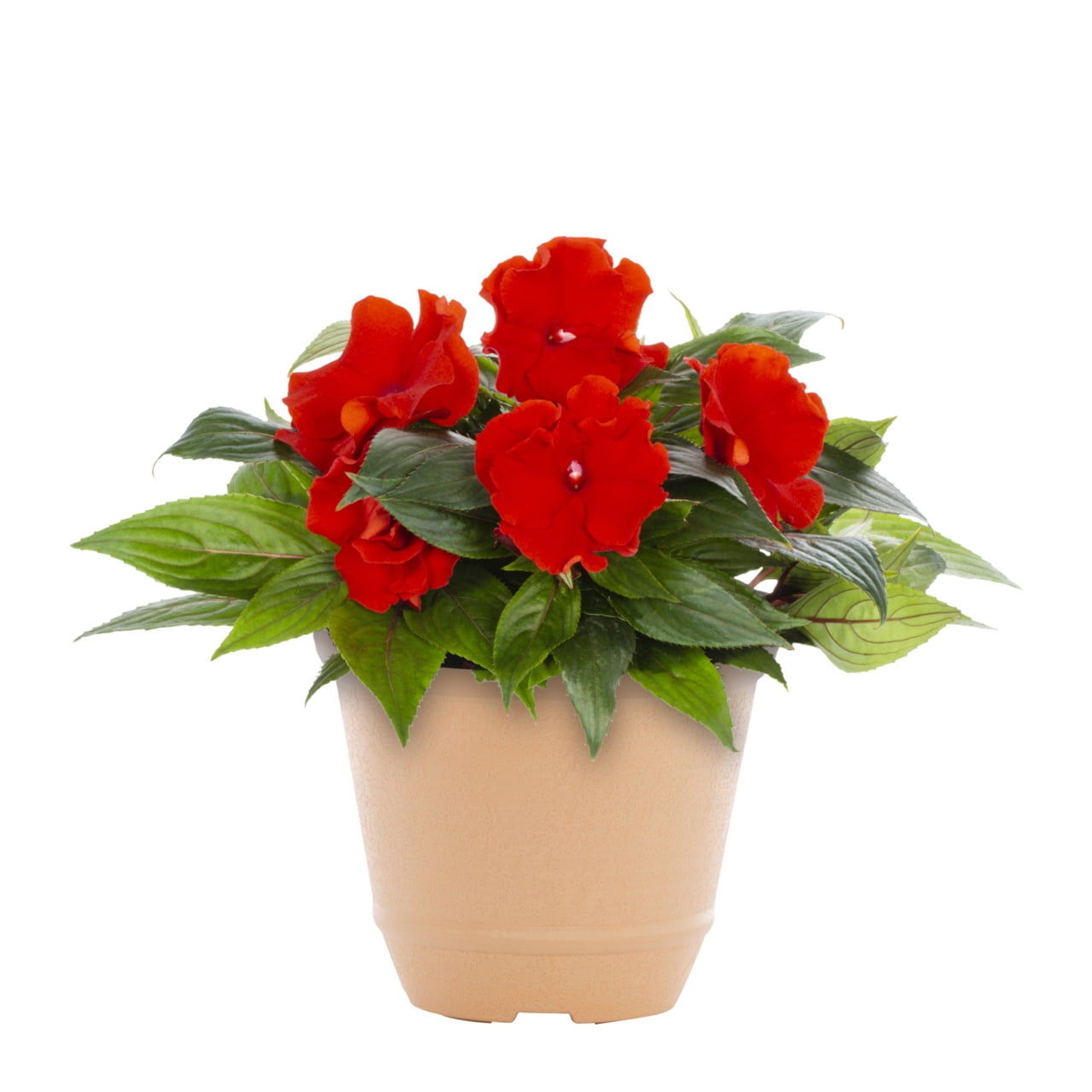 Better Homes & Gardens 3QT Red New Guinea Impatiens Live Annual Plant Decorative Pot Shade 2-Pack