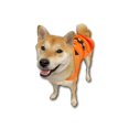 thumbnail image 4 of Disfraz de perro ComfyCamper con capa de calabaza para Halloween, tamaño grande, 4 of 4