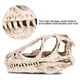 thumbnail image 5 of Ounissouiy Resina cráneo decoración esqueleto cabeza Dilophosaurus dinosaurio estatua imitación escritorio cabina regalo antiguo huesos Decoración, 5 of 6