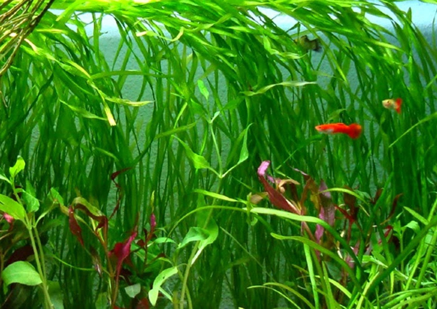 6 Jungle Vallisneria American Val Plants