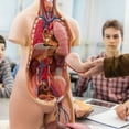 thumbnail image 4 of Lubelski Anatomical Human Torso Body Model Anatomy Internal Organ Medical Teaching Mold, 4 of 8