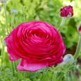 thumbnail image 5 of Colorful Double Blooming Buttercup Flowers - 15 Bulbs - Red, Yellow, Orange, Pink, White Ranunculus- Attracts Butterflies, Bees & Hummingbirds-Spring Garden Perennial, 5 of 6