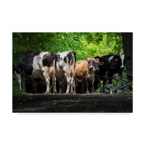 Trademark Fine Art 'Dairy Cows Behind Wire' Canvas Art by Brenda Petrella Photography Llc