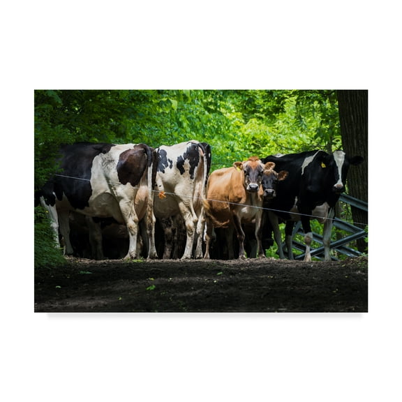 Trademark Fine Art 'Dairy Cows Behind Wire' Canvas Art by Brenda Petrella Photography Llc