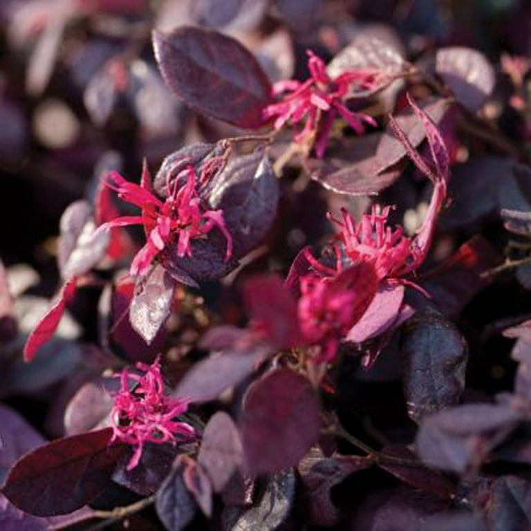 Southern Living Purple Diamond Loropetalum Live Shrub in 2.5-Quart