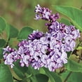 thumbnail image 3 of Direct Gardening President Grevy Lilac Potted Purple Flowering Starter Shrub, 3 of 5