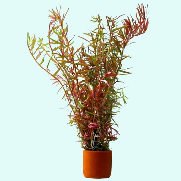 Canton Aquatics Rotala HRa Vietnam Live Aquarium Plants - Red Stems & Green Leaves, All Natural & Organic Aquatic Plant, Rooted in in 2" Pot BUY2 GET1 FREE