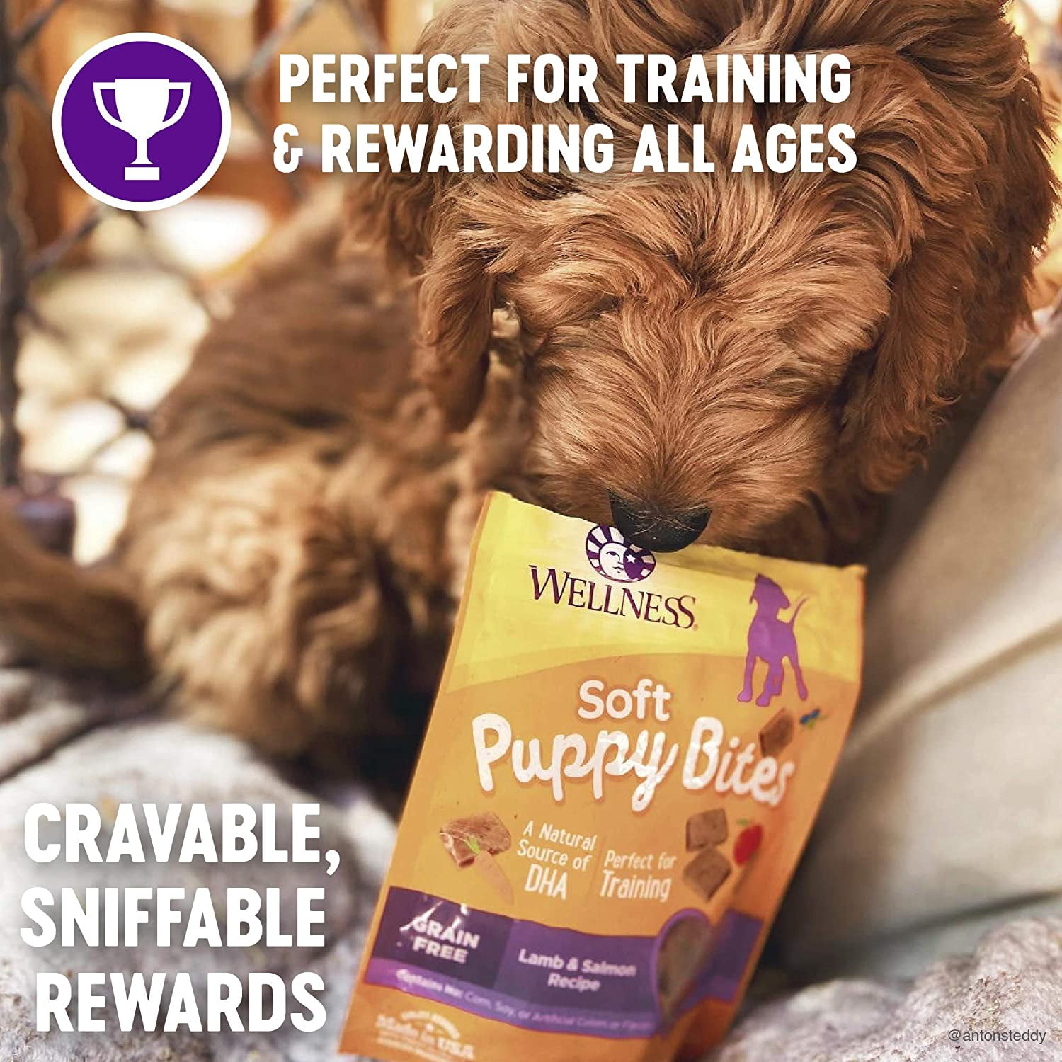 Wellness Healthy Puppy Bites Grain Free Real Meat DHA Lamb Salmon Chicken Carrots Walmart