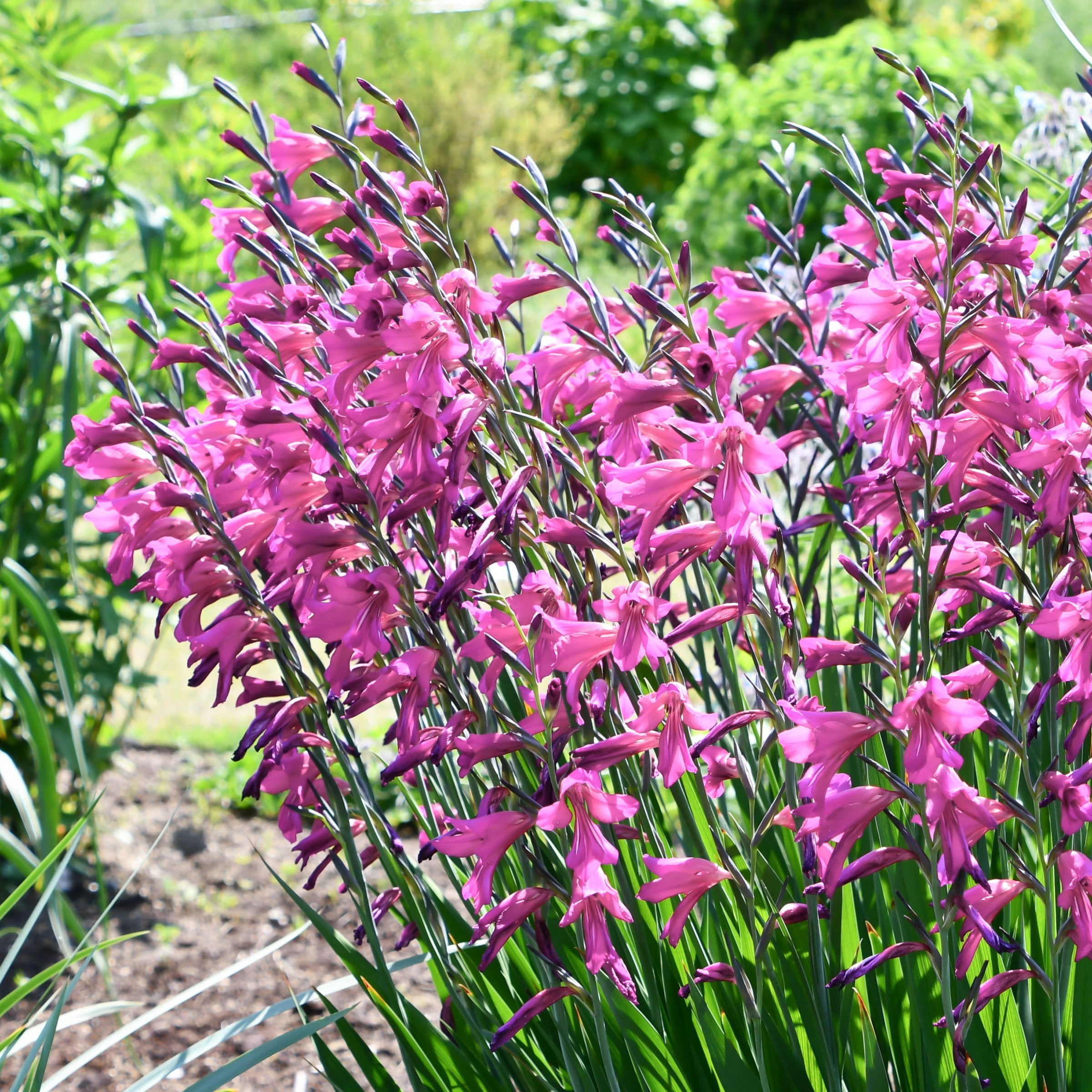 National Plant Network Gladioli Bartok Bulbs (10-Pack)