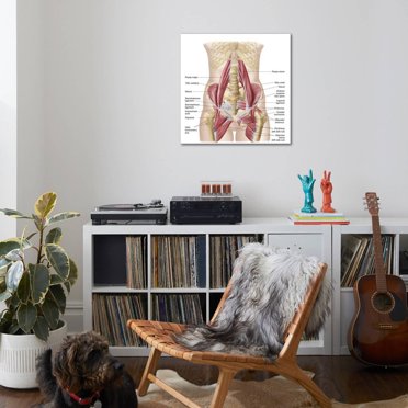 Art.com Anatomy of Iliopsoa, also known as the Dorsal Hip Muscles Stretched Canvas Print Wall Art, 30" x 30"