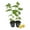 Yellow, variant on Red Jamaican Cherry Tree - Strawberry Tree - 2 Live Starter Plants in 2 Inch Grower's Pot - Muntingia Calabura - Edible Fruit Bearing Tree for The Patio and Garden