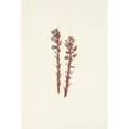 thumbnail image 3 of Mary Vaux Walcott 11x14 Black Modern Framed Museum Art Print Titled - Red Pinesap. Hypopitys Lanuginosa (1925), 3 of 5