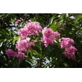 thumbnail image 2 of Tropical SEEDS-Pink trumpet Tree -10 Seeds  -Ornamental Tropical-Tabebuia rosea- Bright Coral Flower Clusters-Tolerant of Salt Spray Good Coastal Gardens -Tabebuia rosea, 2 of 2