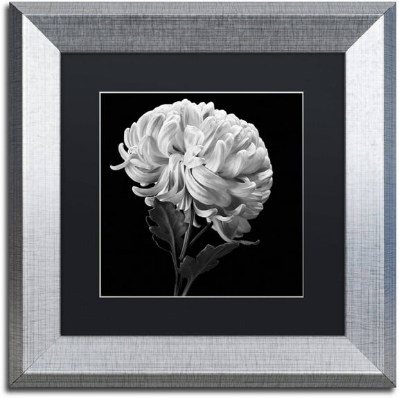 Trademark Fine Art "Mum II" Canvas Art by Michael Harrison Black Matte, Silver Frame
