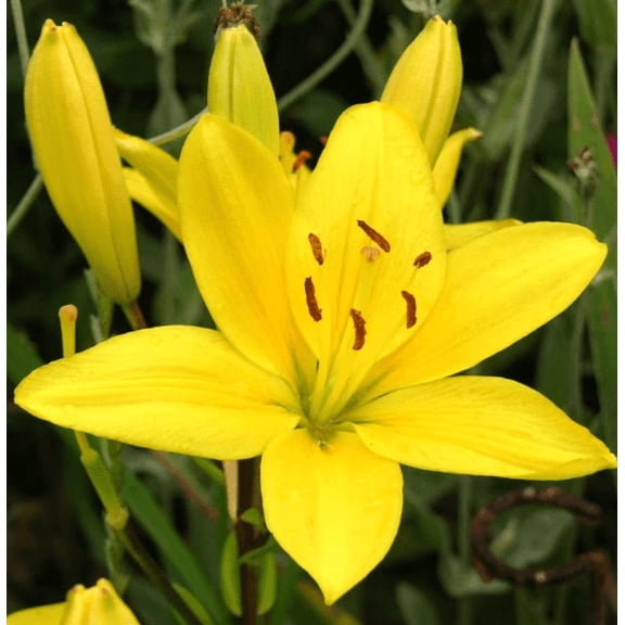 5 Yellow County Lily Bulbs
