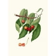 thumbnail image 2 of Giorgio Gallesio 14x18 Gold Ornate Wood Frame and Double Matted Museum Art Print Titled - Red Duracin Cherry. (Cerasus Cordiformis Duracina; Cherry) (1817-1839), 2 of 4